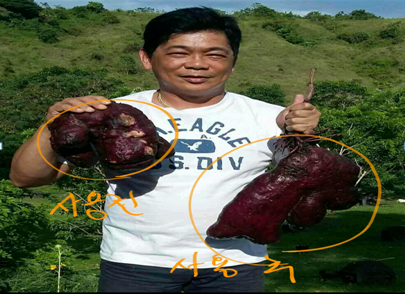 수확 현장