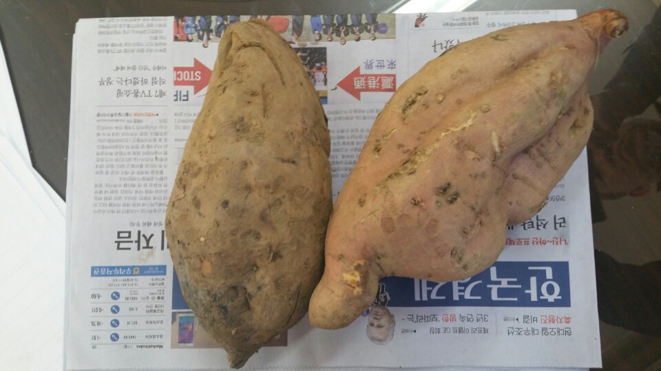 작물 수확 모습