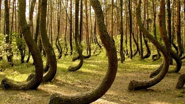 Into Romania's Bermuda Triangle – The Hoia Baciu Haunted Forest