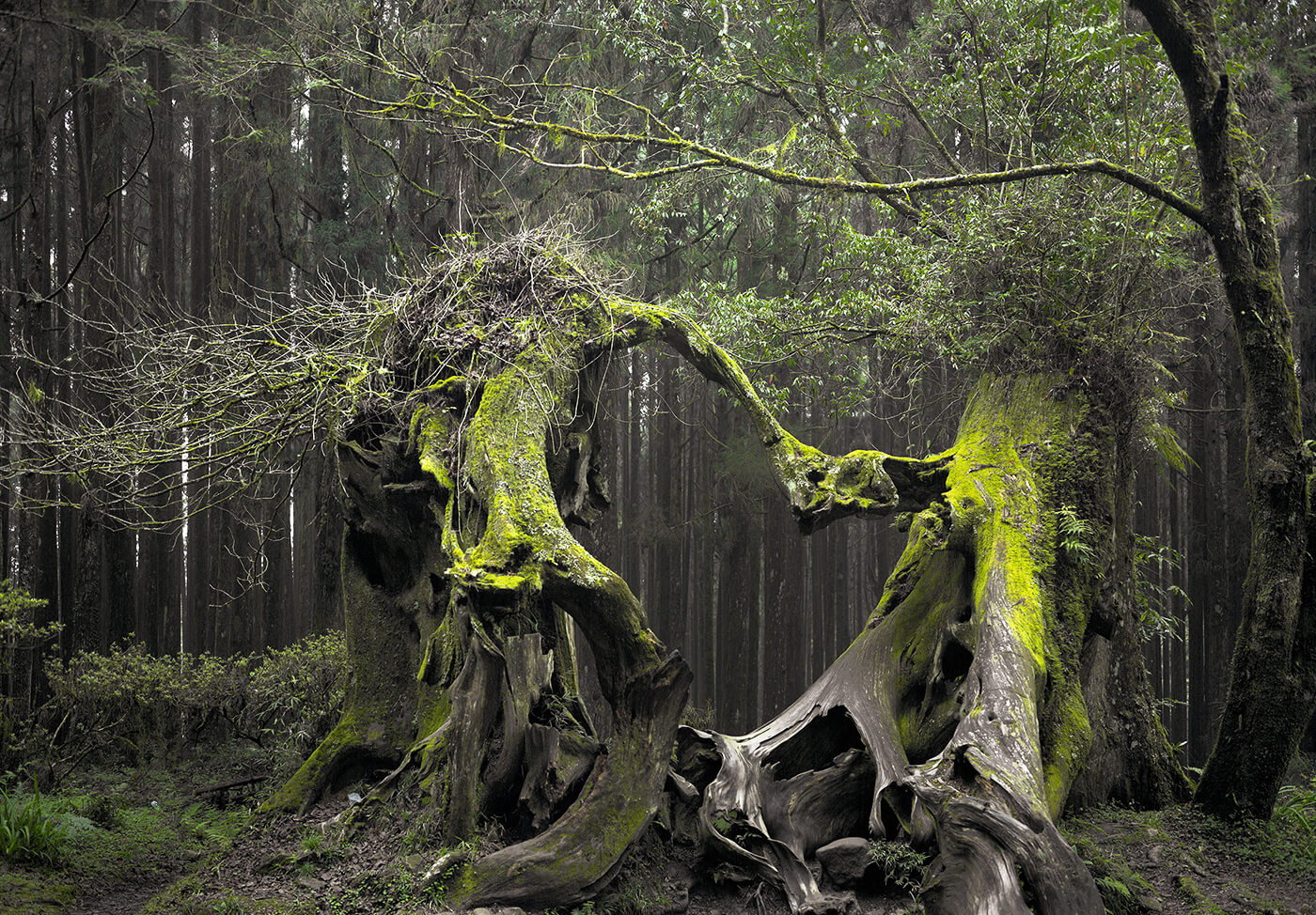 Into Romania's Bermuda Triangle – The Hoia Baciu Haunted Forest — guided day trip from Cluj-Napoca Into Romania's Bermuda Triangle – The Hoia Baciu Haunted Forest — day trip from Cluj-Napoca