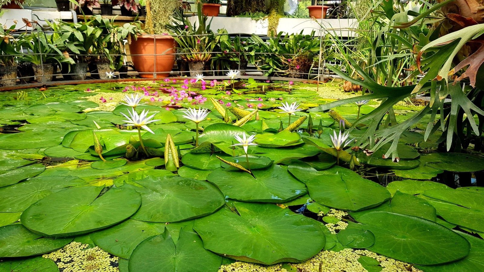 Blooms Rocks Ruins daytrips cluj napoca — Jibou Botanical Garden pathways through the historic castle estate