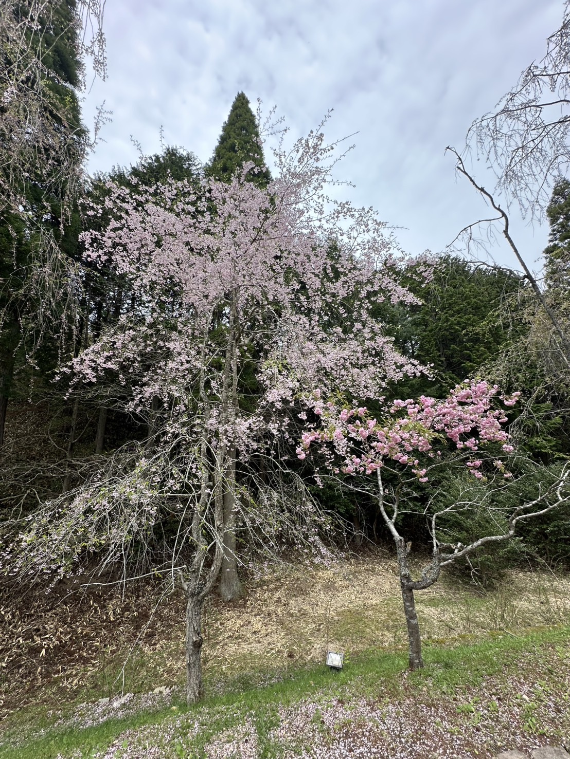 世羅甲山ふれあいの里 葉桜・春の景色 2026年4月17日撮影