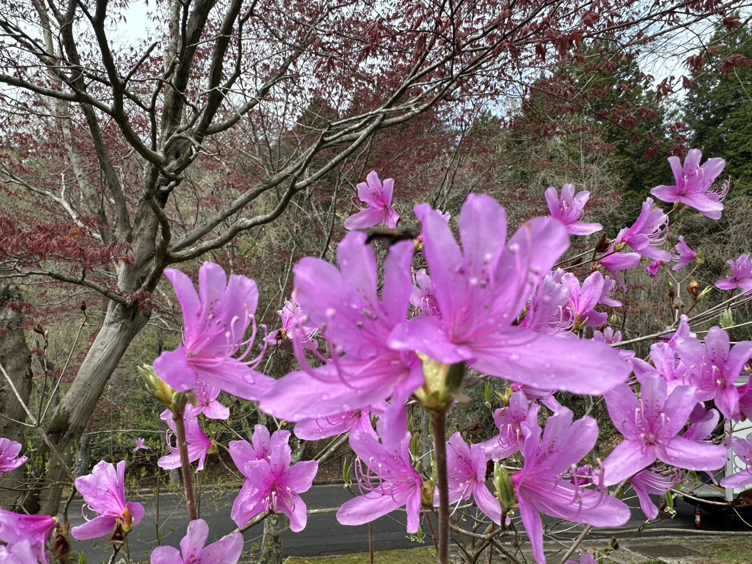 世羅甲山ふれあいの里 葉桜・山ツツジ 2026年4月18日撮影