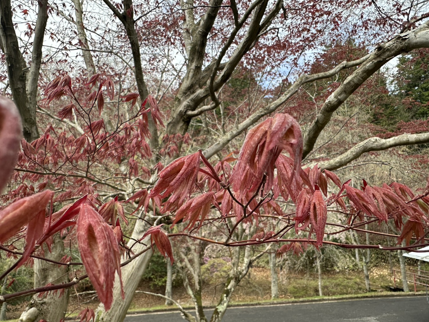 世羅甲山ふれあいの里 葉桜・春の花 2026年4月18日撮影