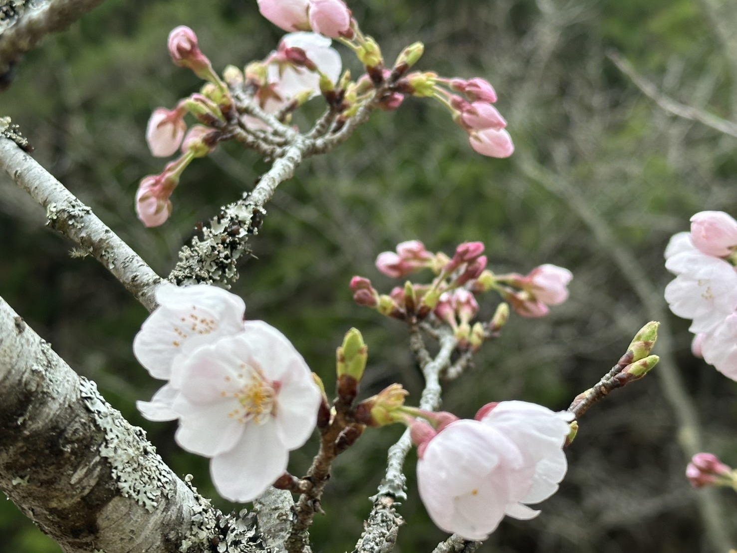 世羅甲山ふれあいの里 桜 3〜5分咲き 2026年4月2日撮影