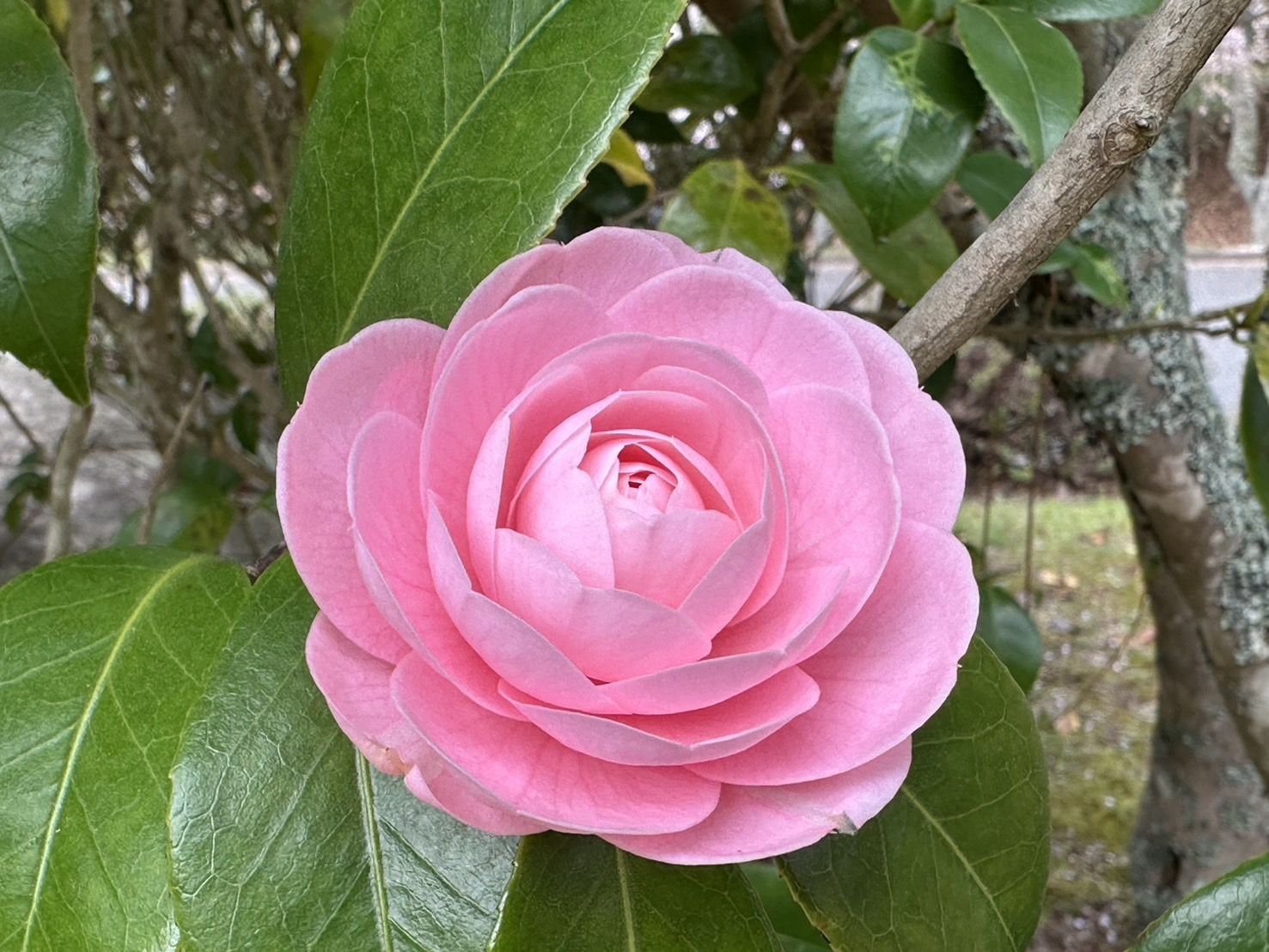 世羅甲山ふれあいの里 桜 見頃・満開 2026年4月13日撮影