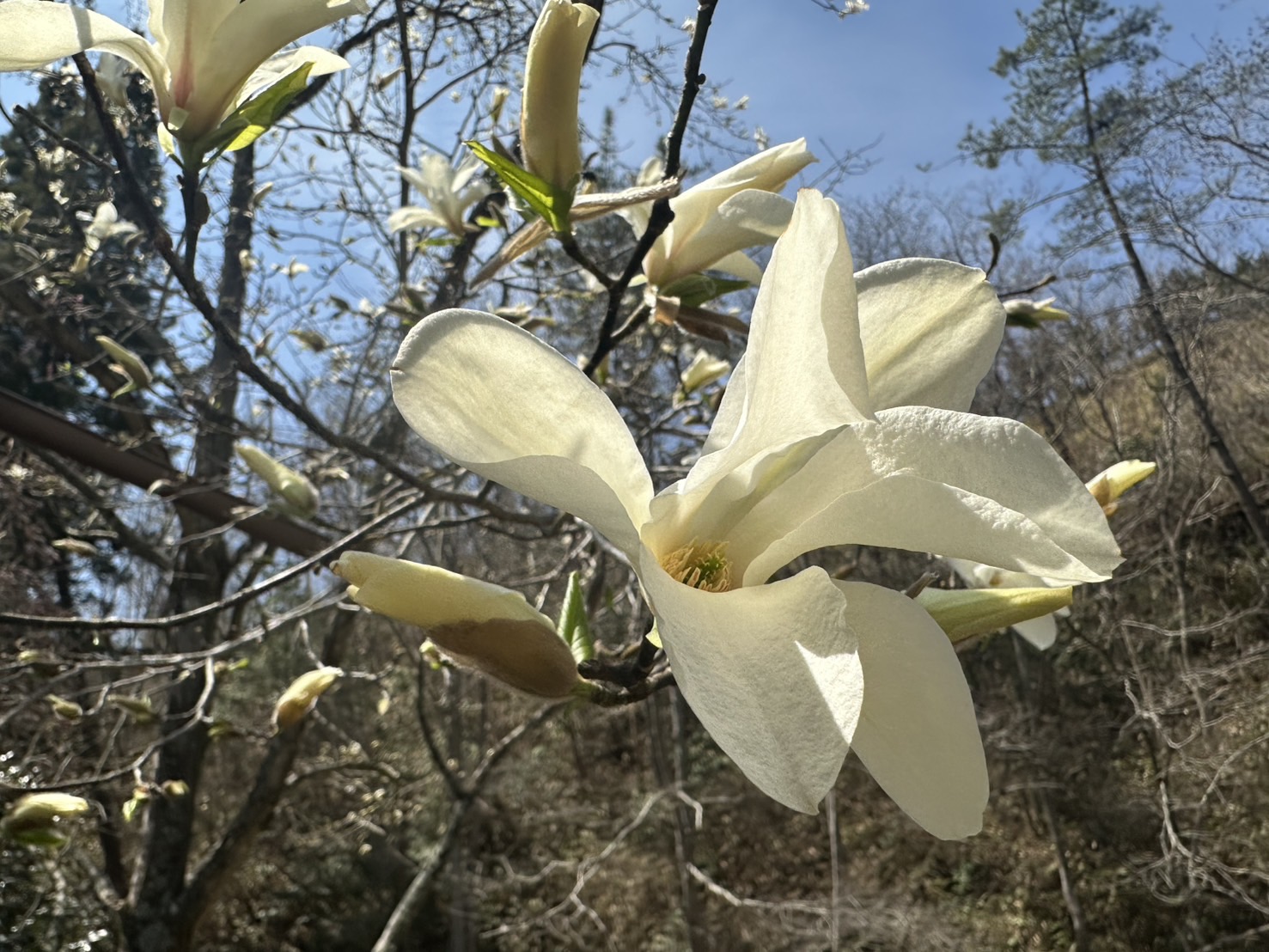 桜リレーで長く楽しめる