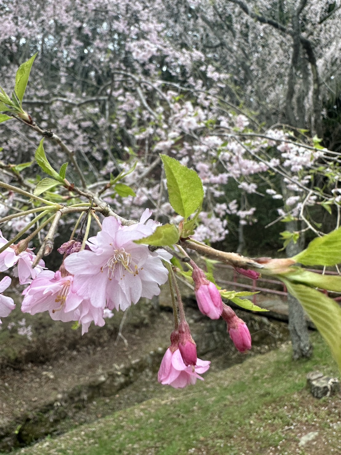 世羅甲山ふれあいの里 桜 見頃・満開 2026年4月14日撮影