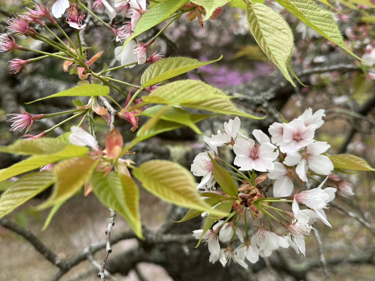 世羅甲山ふれあいの里 葉桜・春の花 2026年4月17日撮影