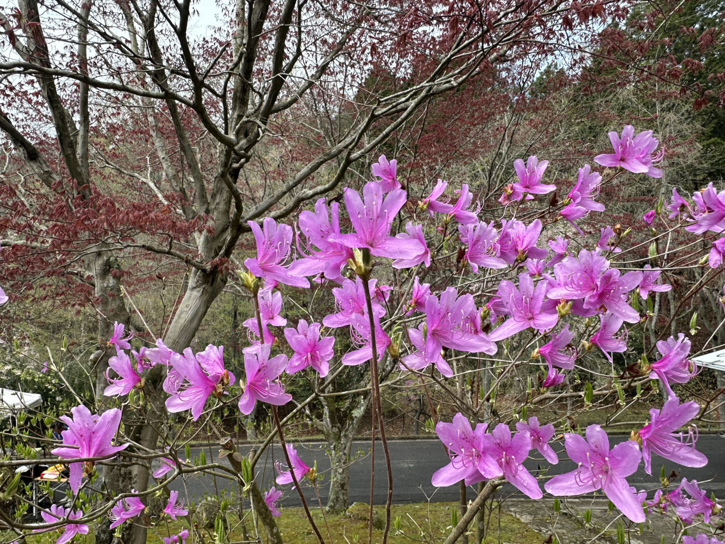 世羅甲山ふれあいの里 葉桜・園内風景 2026年4月18日撮影