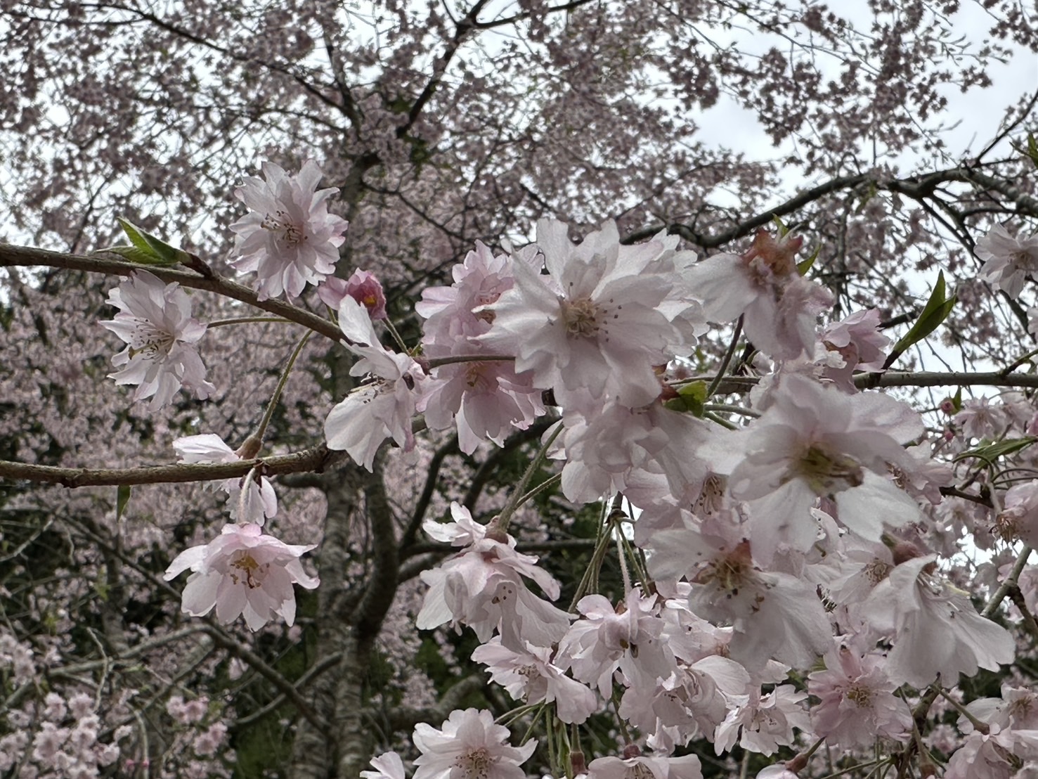 世羅甲山ふれあいの里 葉桜 2026年4月17日撮影