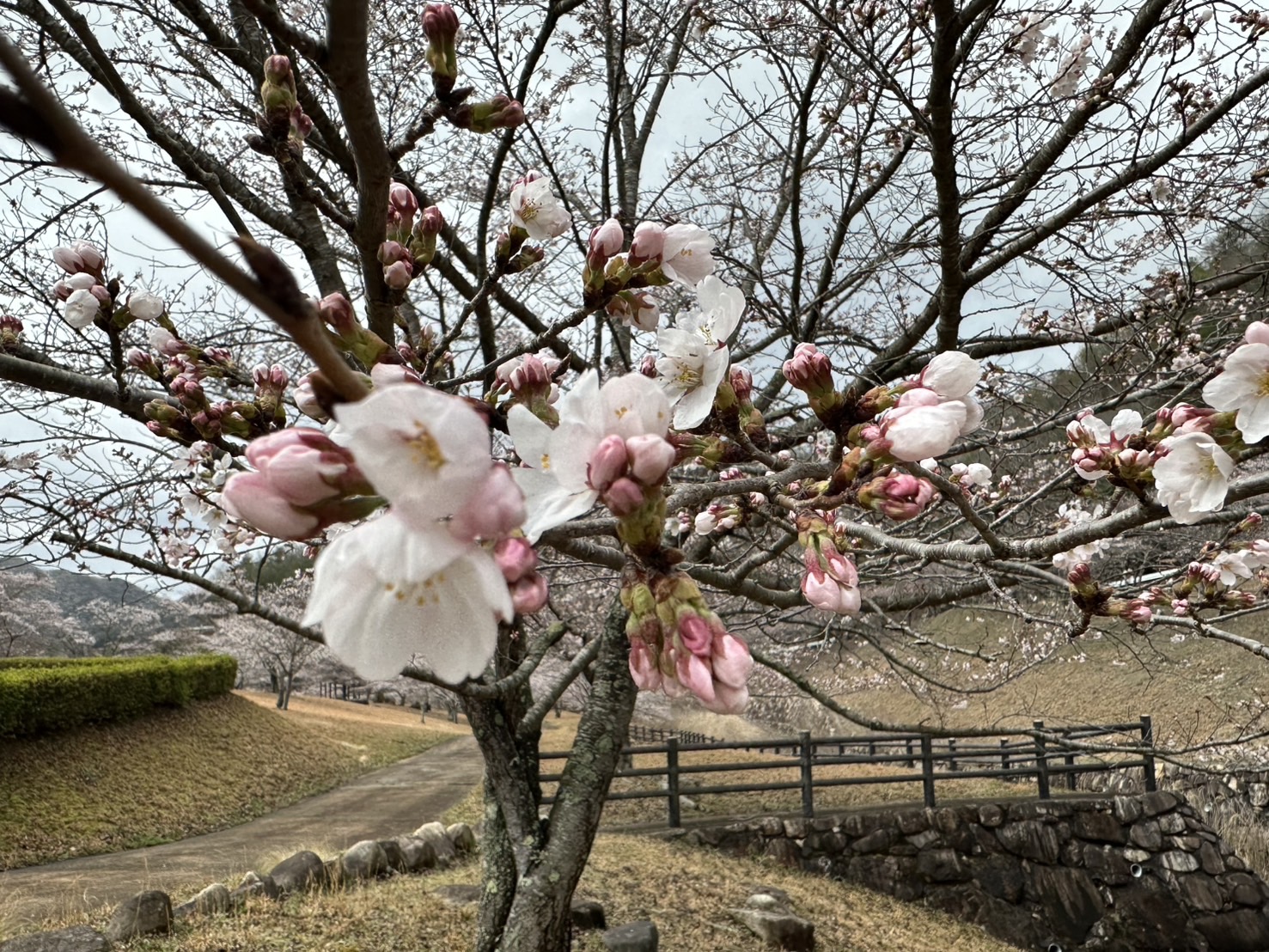 世羅甲山ふれあいの里・八田原ダム周辺 桜 2026年3月31日撮影