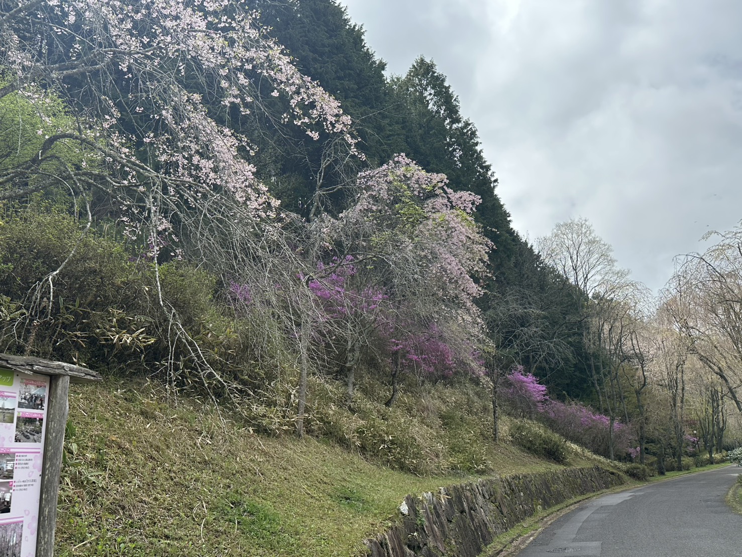 世羅甲山ふれあいの里 葉桜・春の花々 2026年4月18日撮影