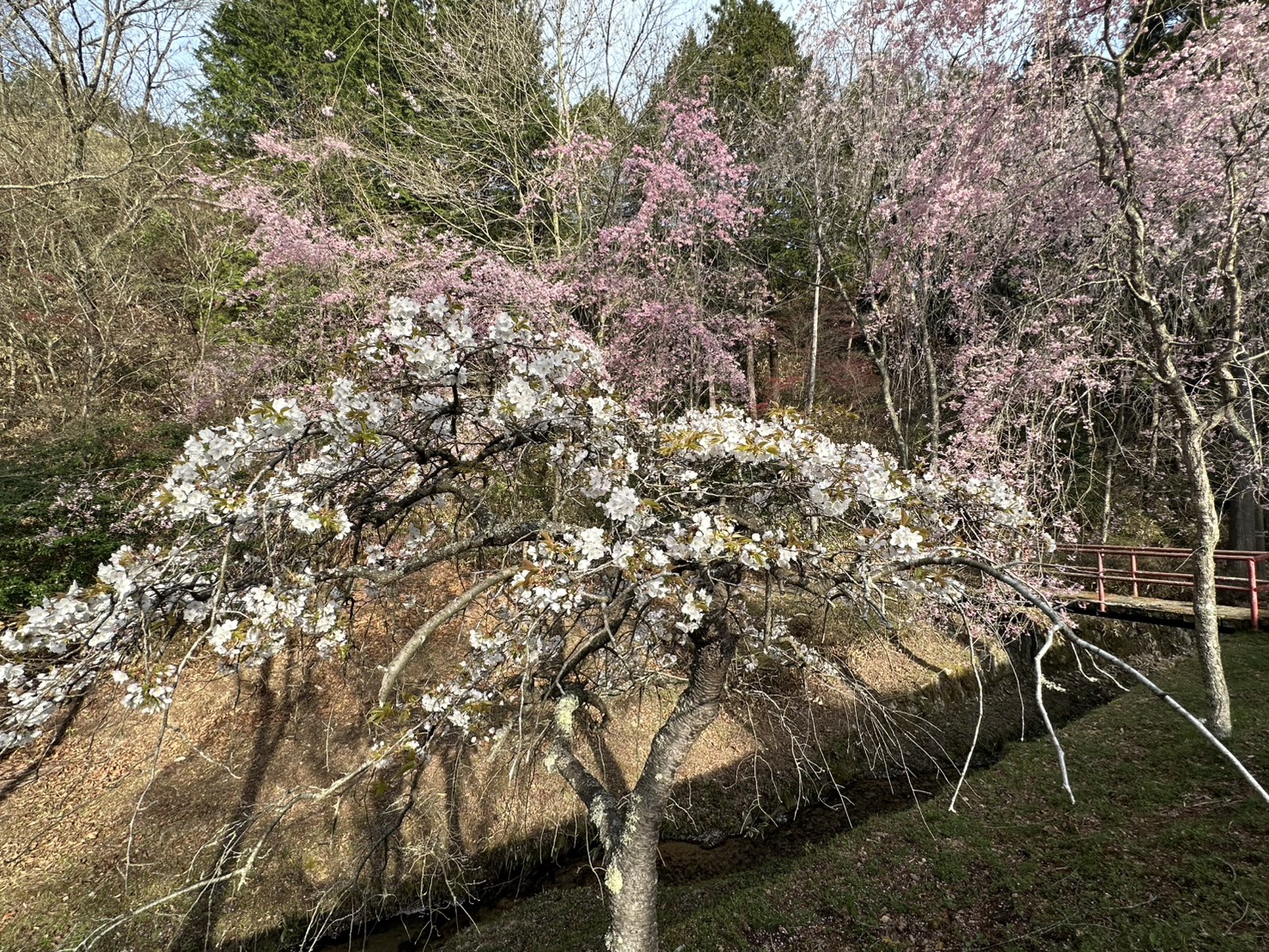 世羅甲山ふれあいの里 桜 見頃・満開 2026年4月12日撮影