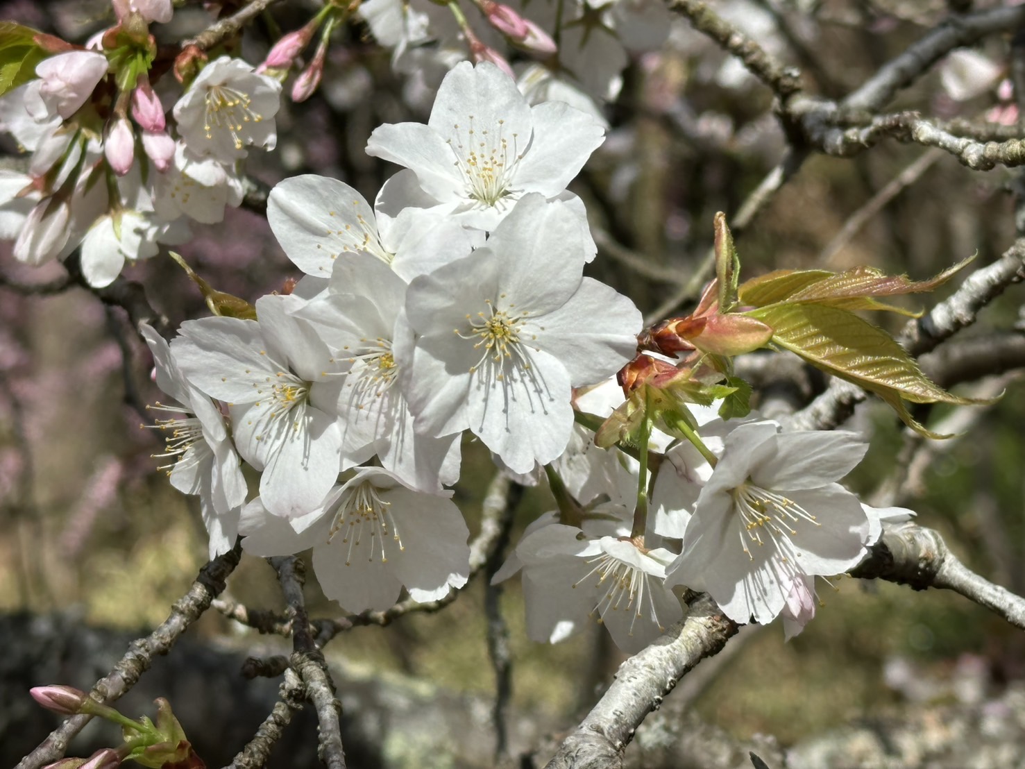 世羅甲山ふれあいの里 白い桜 満開 2026年4月11日撮影