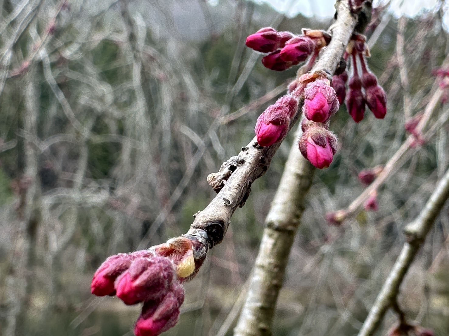 世羅甲山ふれあいの里 桜 2026年3月30日撮影