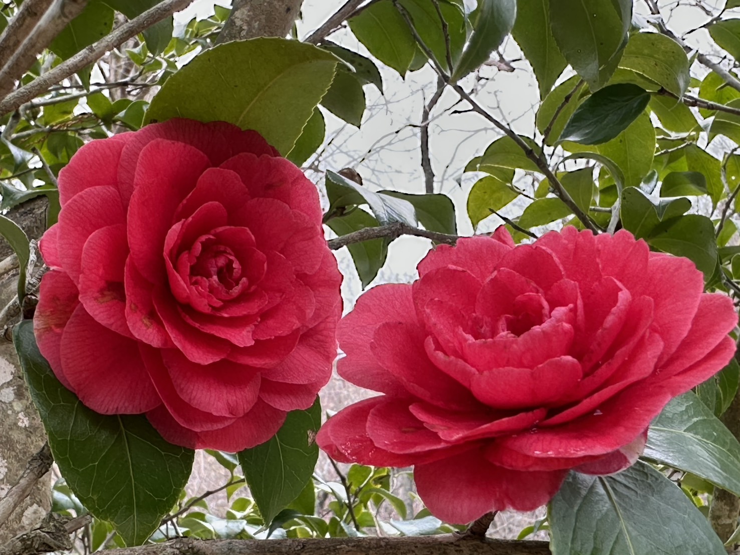 世羅甲山ふれあいの里 桜 3〜5分咲き 2026年4月2日撮影