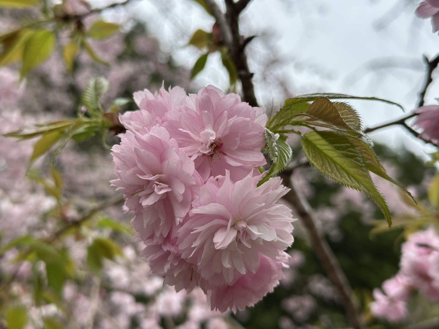 世羅甲山ふれあいの里 葉桜・山ツツジ 2026年4月17日撮影