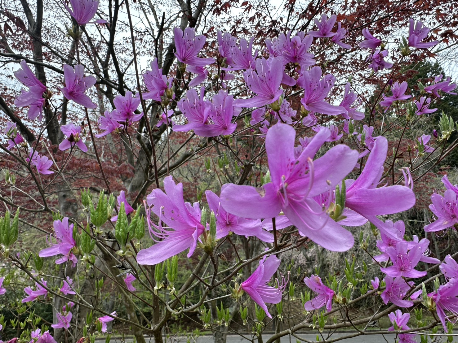 春の花々 2026年4月19日