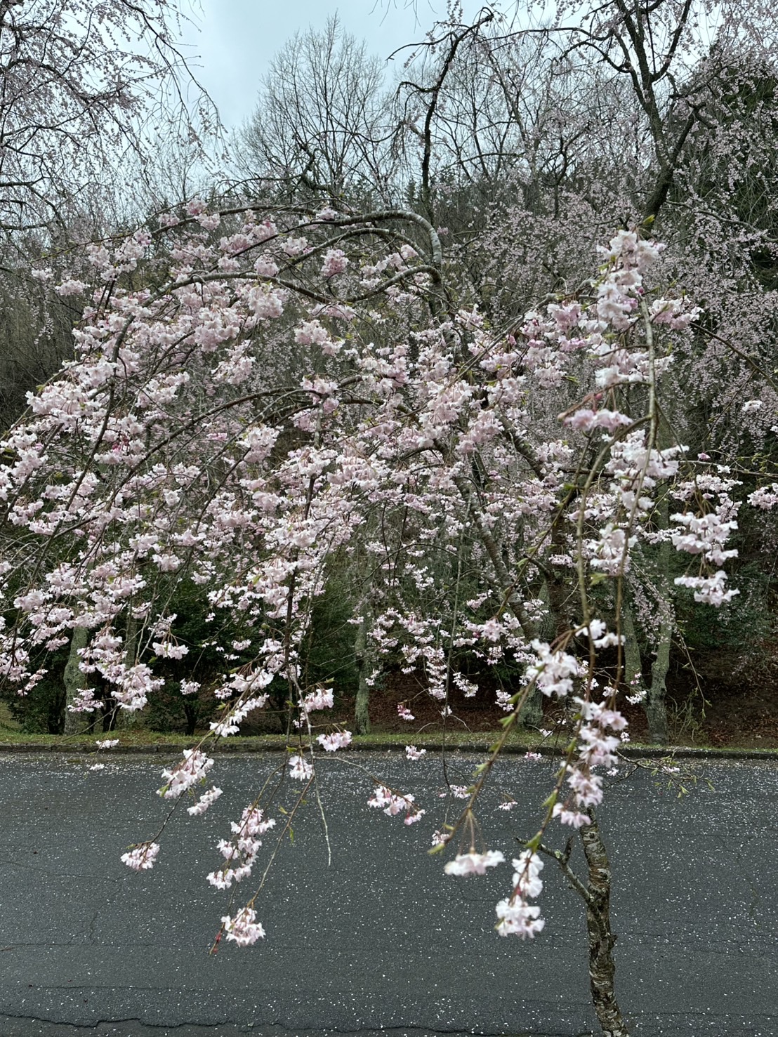 世羅甲山ふれあいの里 しだれ桜 見頃・満開 2026年4月10日撮影