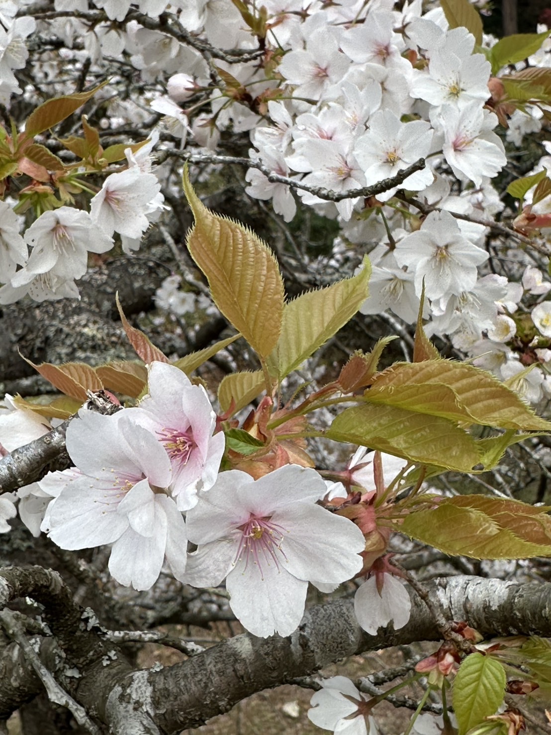 世羅甲山ふれあいの里 桜 見頃・満開 2026年4月13日撮影