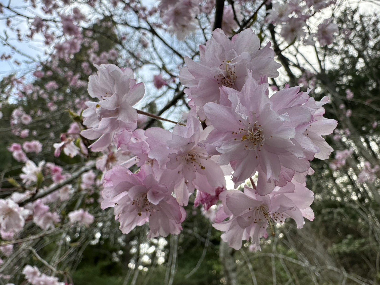 世羅甲山ふれあいの里 桜 見頃・満開 2026年4月12日撮影