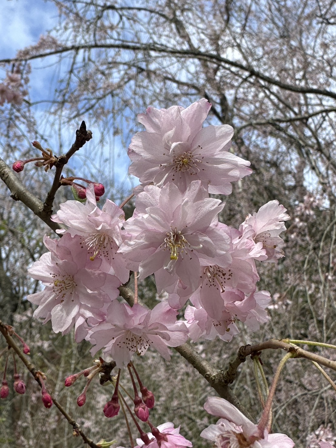 世羅甲山ふれあいの里 桜 見頃・満開 2026年4月13日撮影