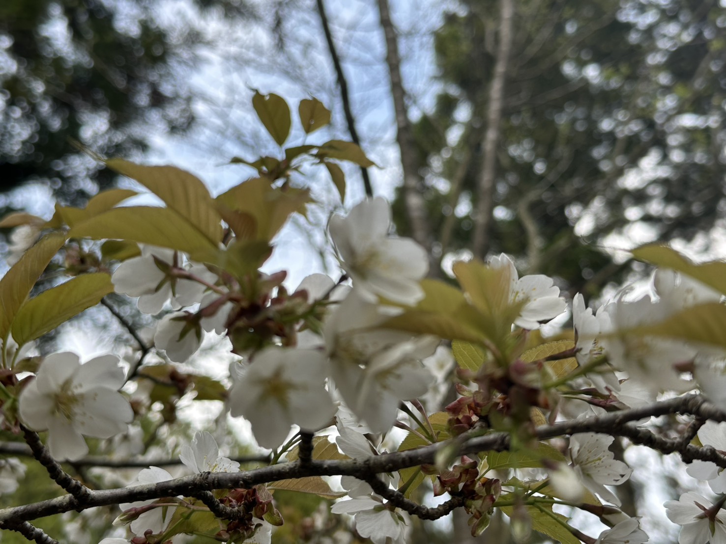 世羅甲山ふれあいの里 桜 見頃・満開 2026年4月12日撮影