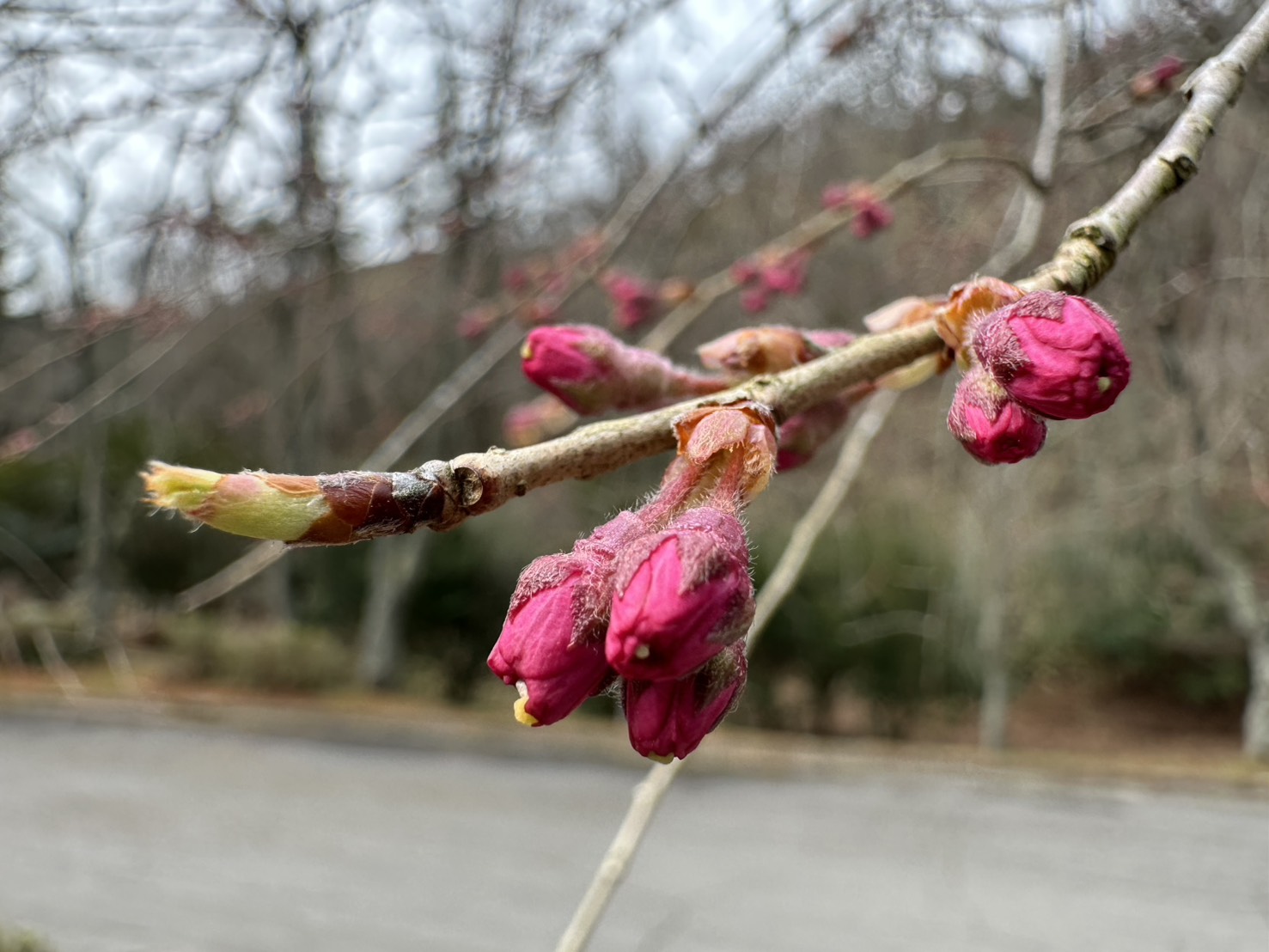 世羅甲山ふれあいの里 桜 2026年3月29日撮影