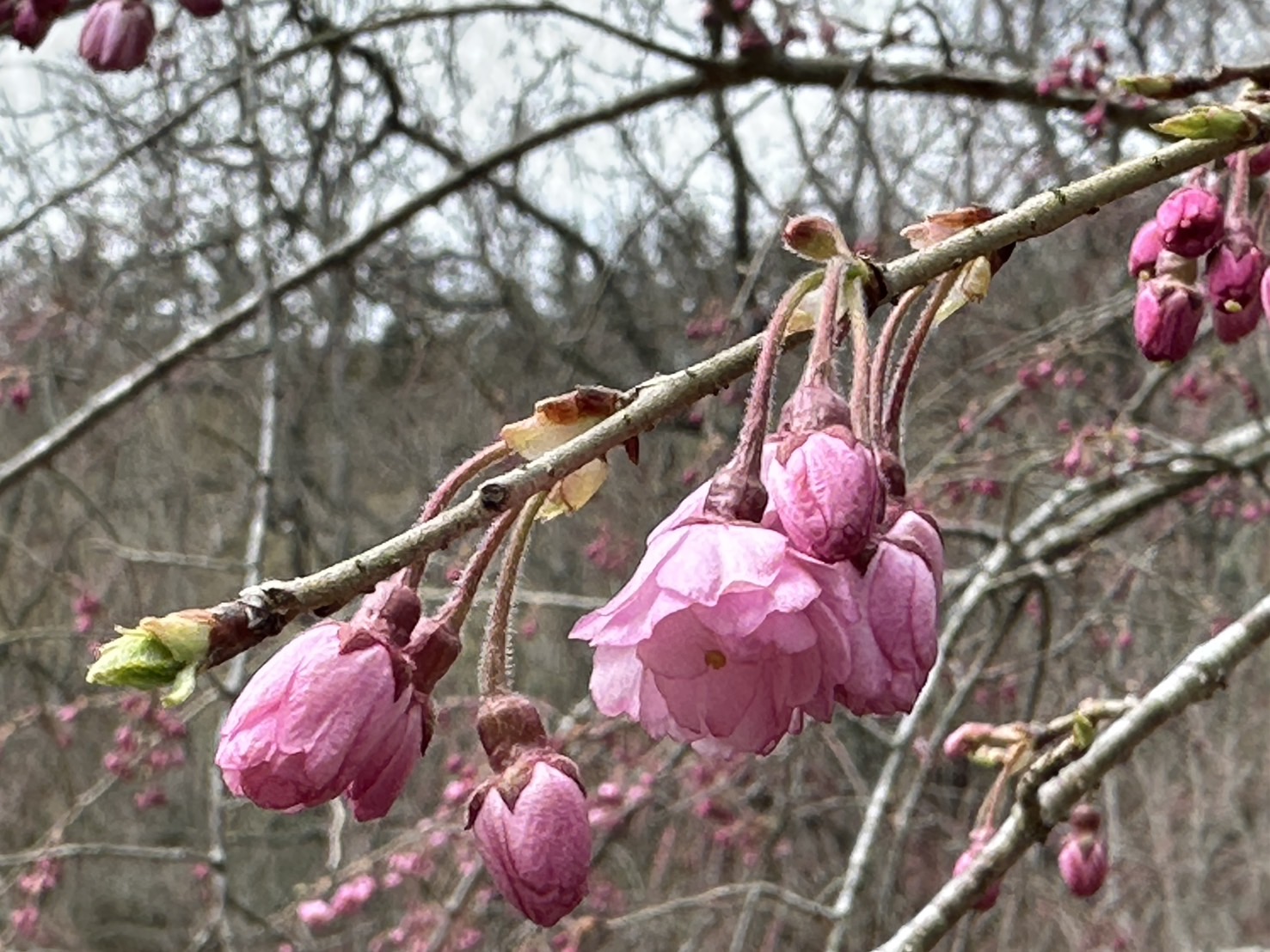 世羅甲山ふれあいの里 桜 3〜5分咲き 2026年4月2日撮影