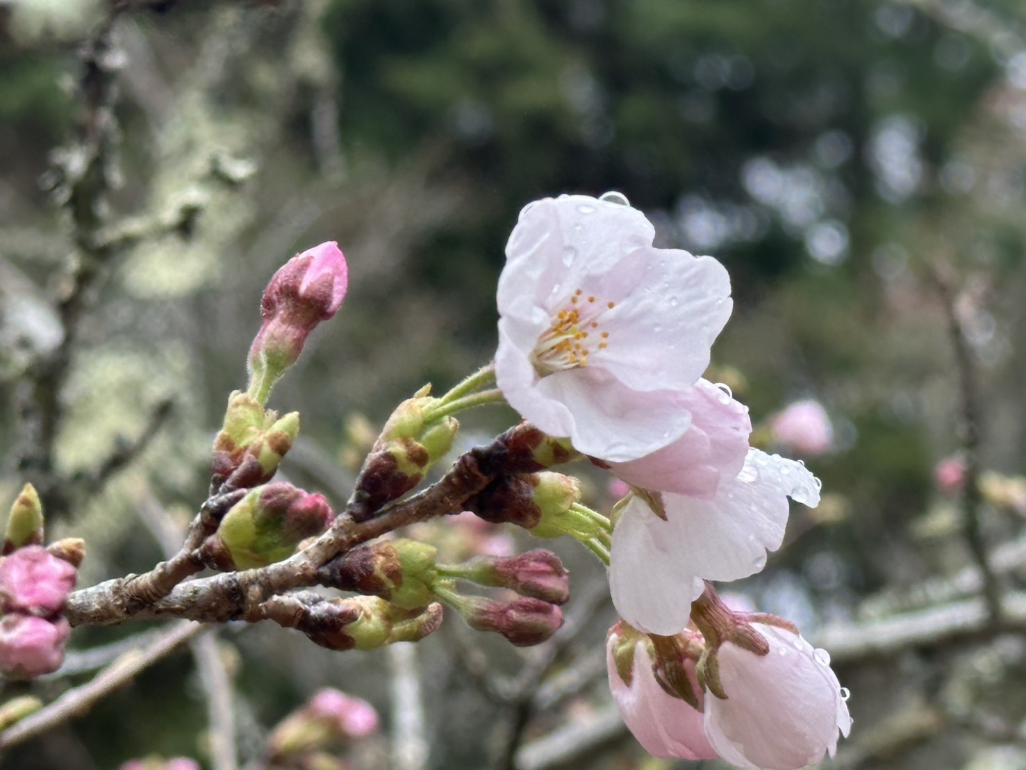 世羅甲山ふれあいの里 桜・椿・木蓮・ソメイヨシノ 2026年4月1日撮影