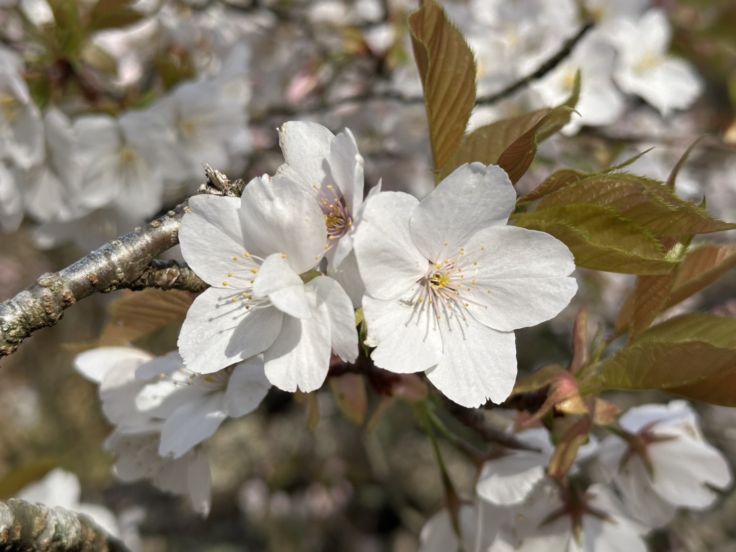 世羅甲山ふれあいの里 桜 見頃・満開 2026年4月12日撮影