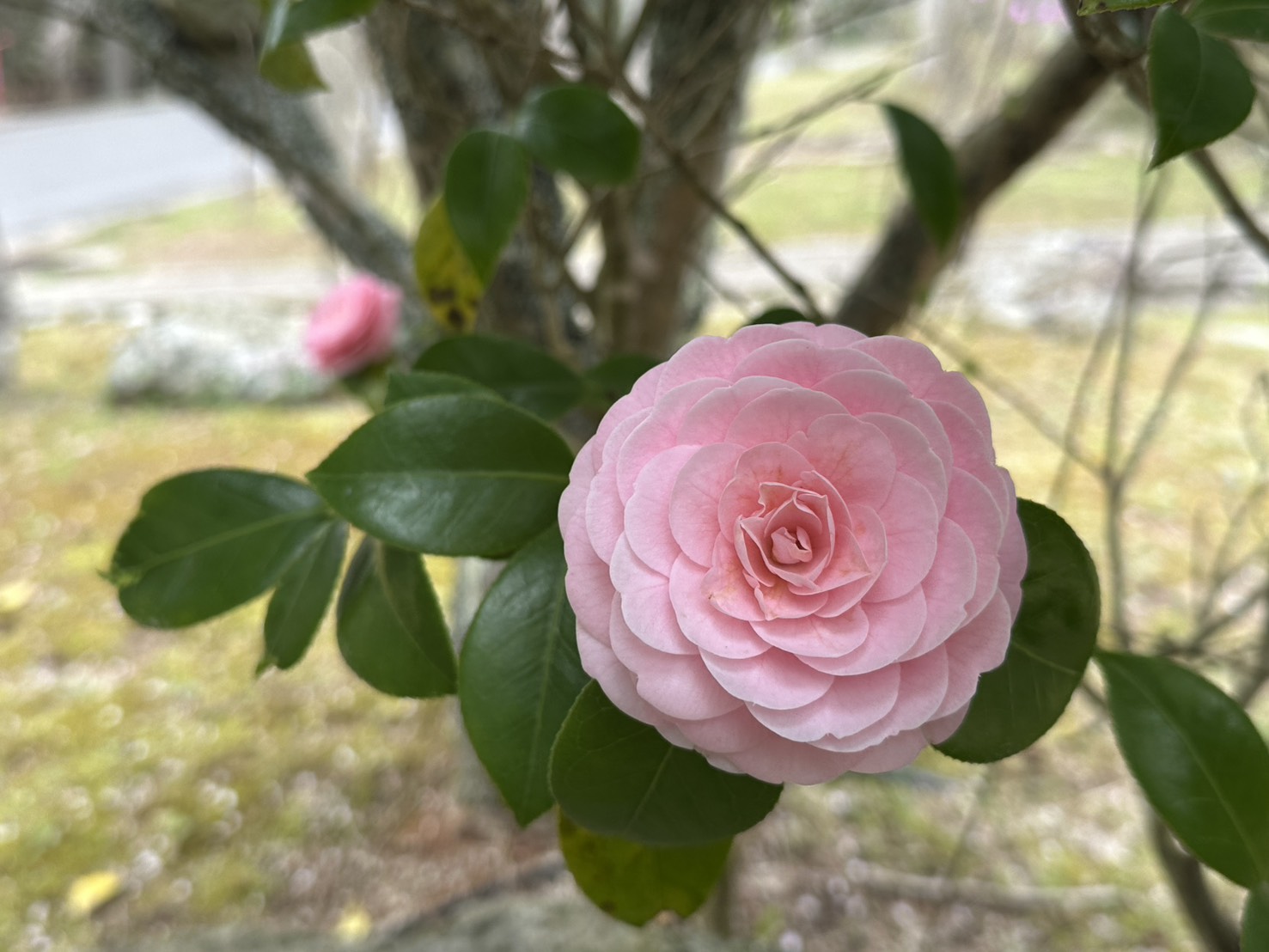世羅甲山ふれあいの里 桜 見頃・満開 2026年4月14日撮影