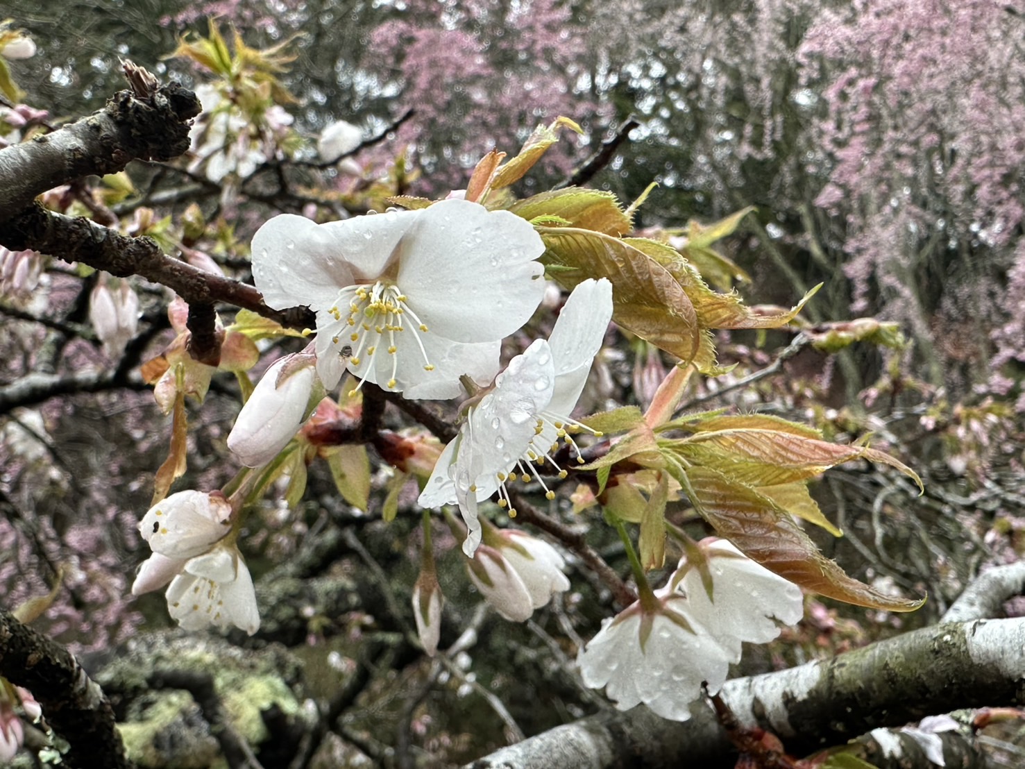 全国屈指のしだれ桜並木