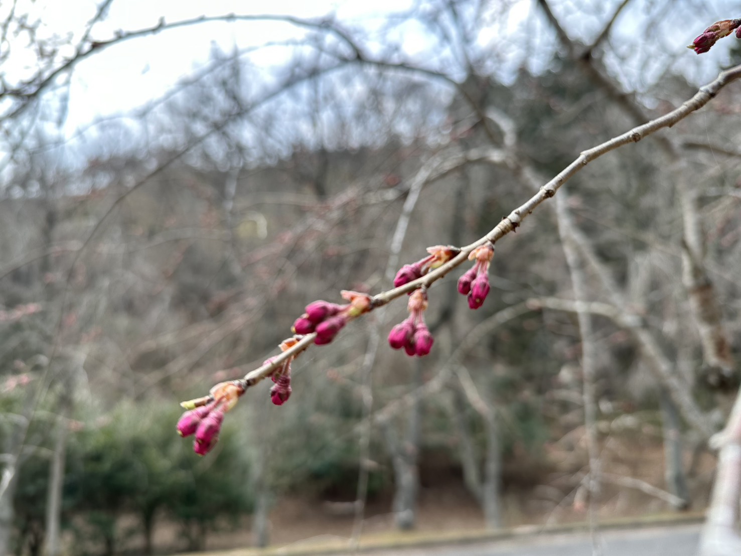 世羅甲山ふれあいの里 桜 2026年3月28日撮影