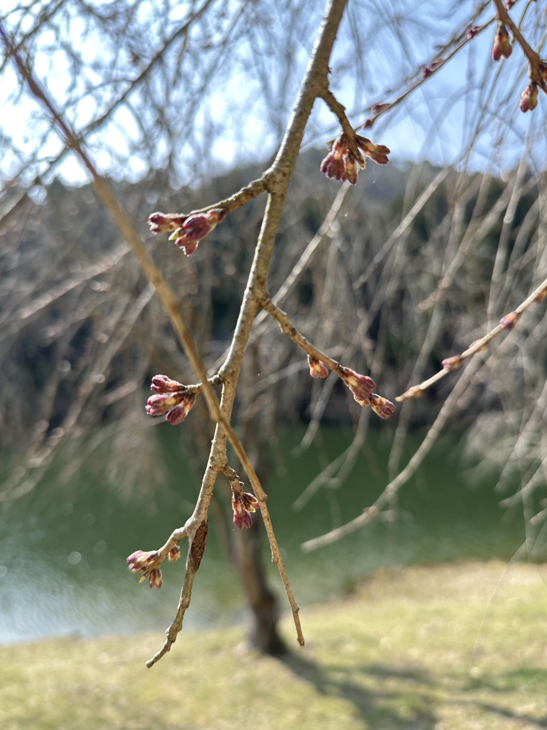 世羅甲山ふれあいの里 桜 2026年3月27日撮影