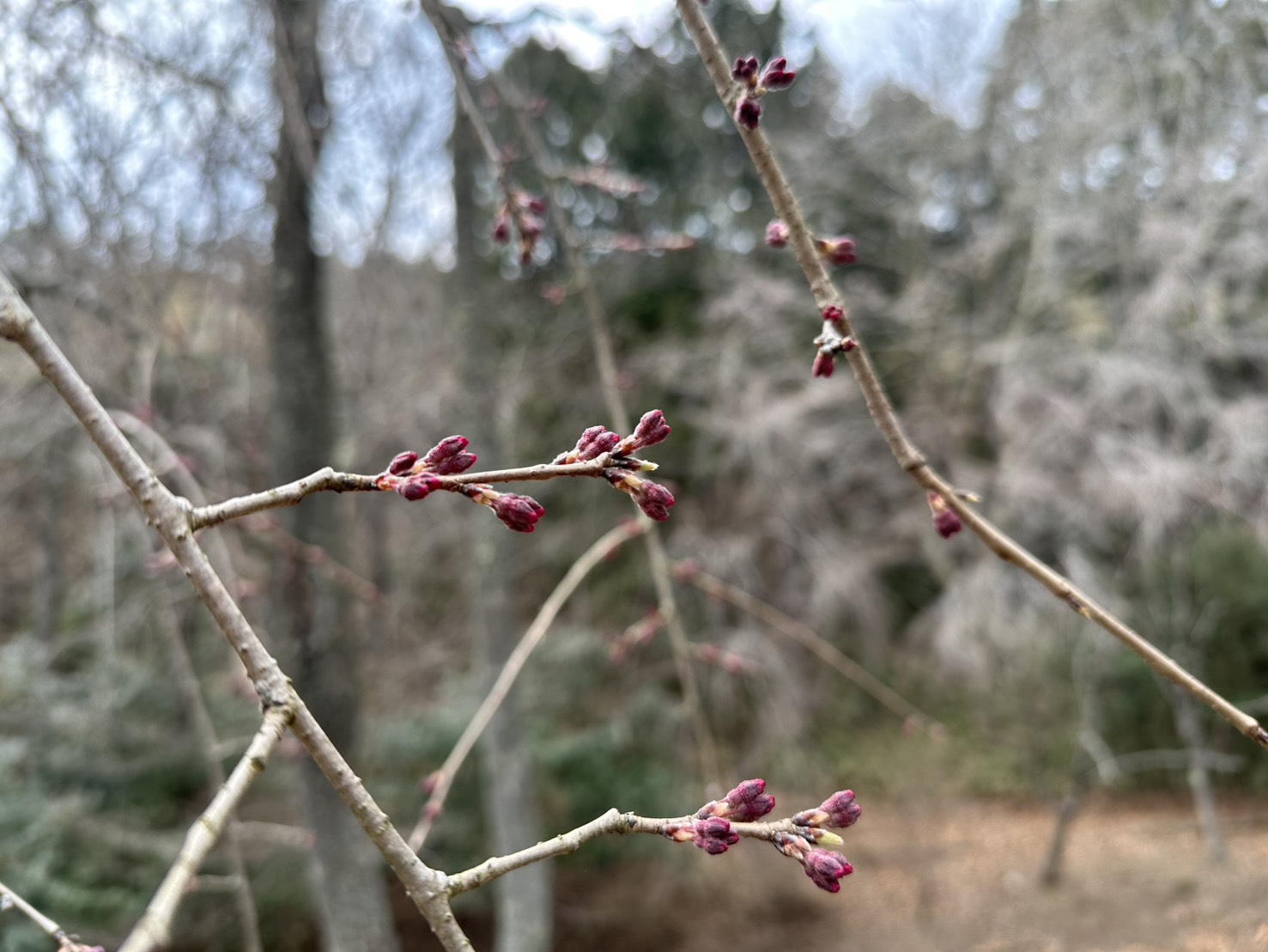 世羅甲山ふれあいの里 桜 2026年3月28日撮影