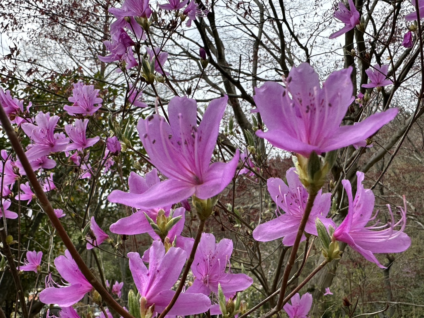世羅甲山ふれあいの里 葉桜・春の花々 2026年4月17日撮影