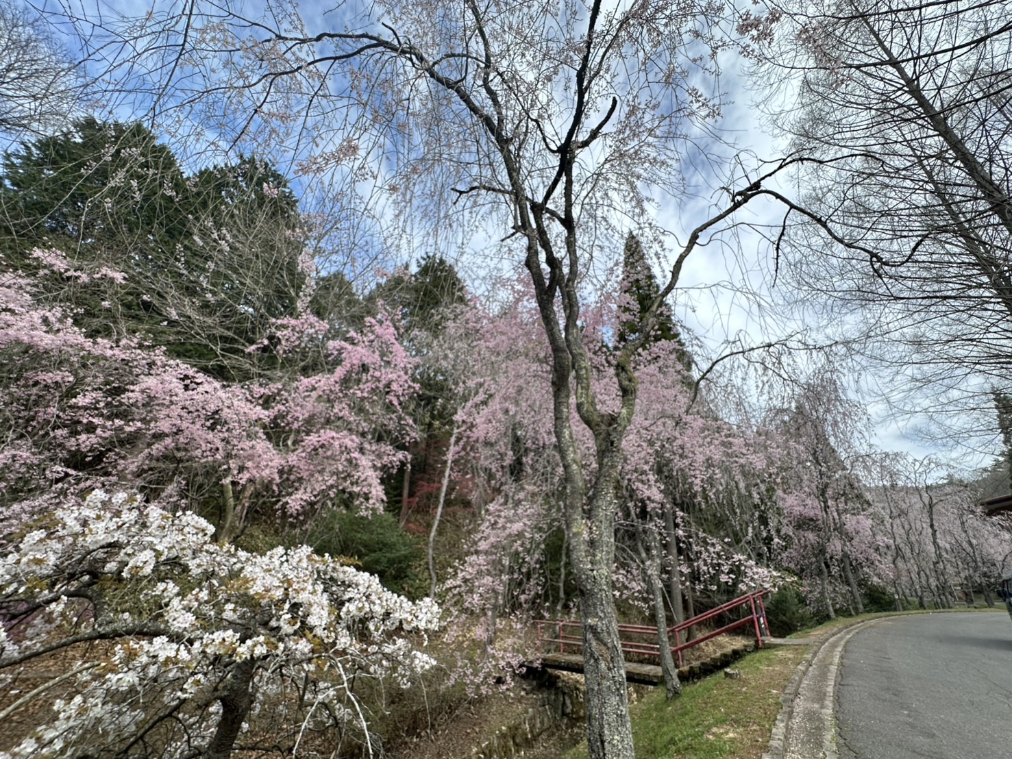 世羅甲山ふれあいの里 桜 見頃・満開 2026年4月13日撮影