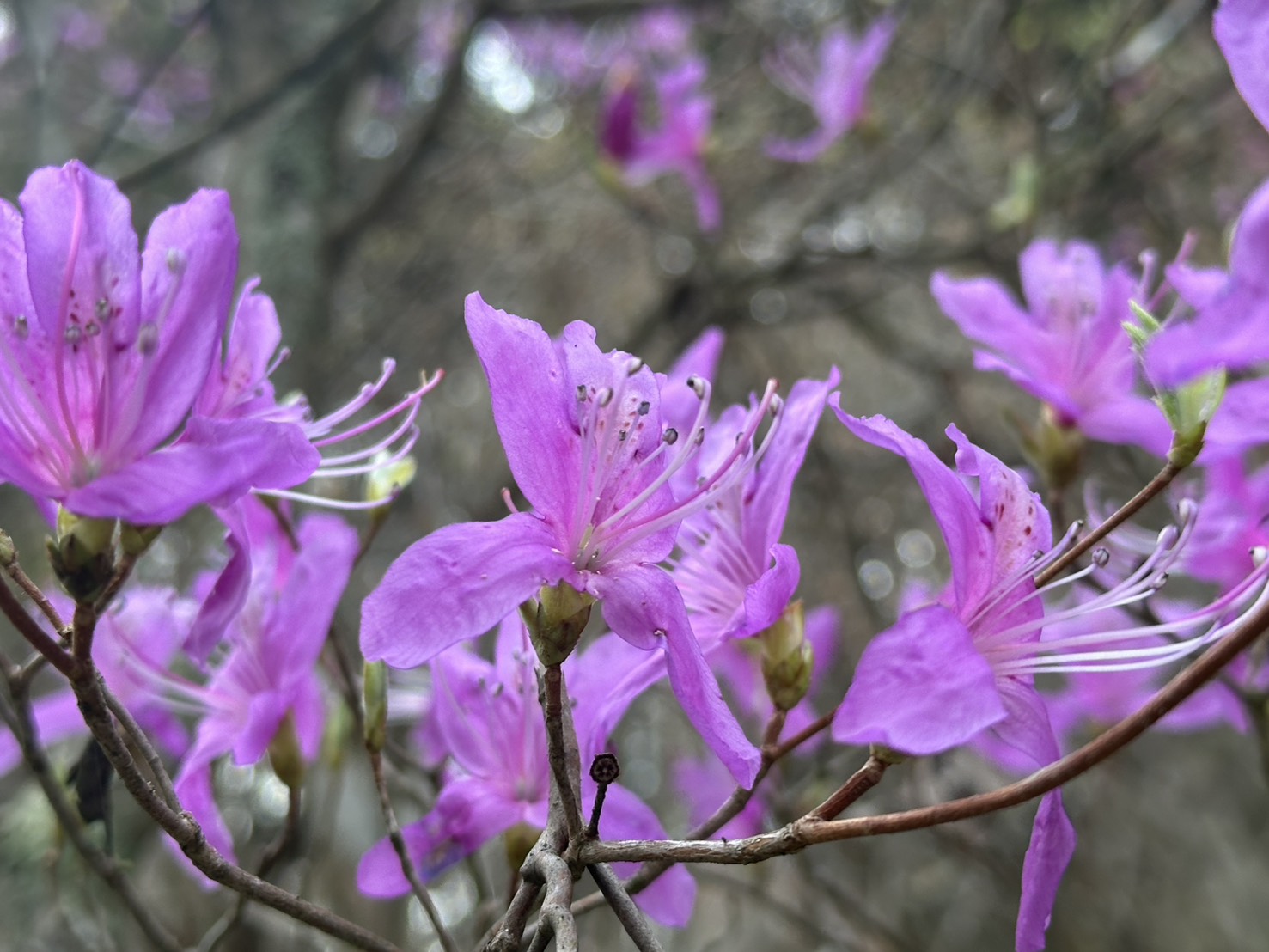 世羅甲山ふれあいの里 桜 見頃・満開 2026年4月12日撮影