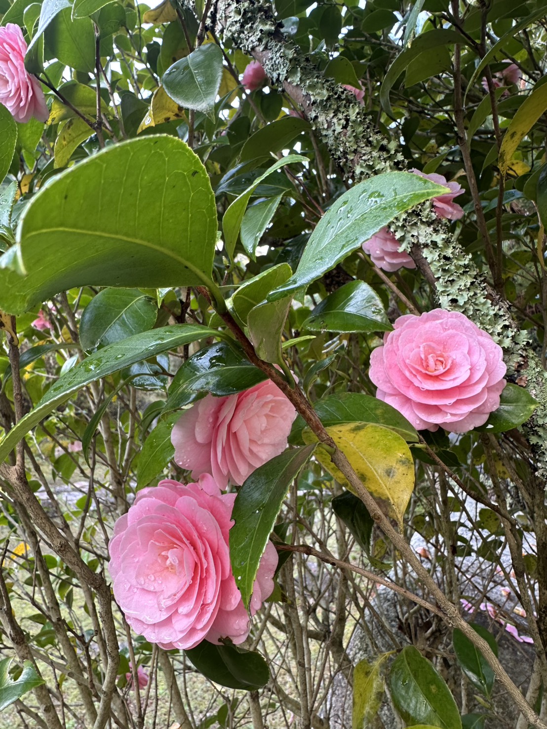 世羅甲山ふれあいの里 桜散り始め 2026年4月16日撮影