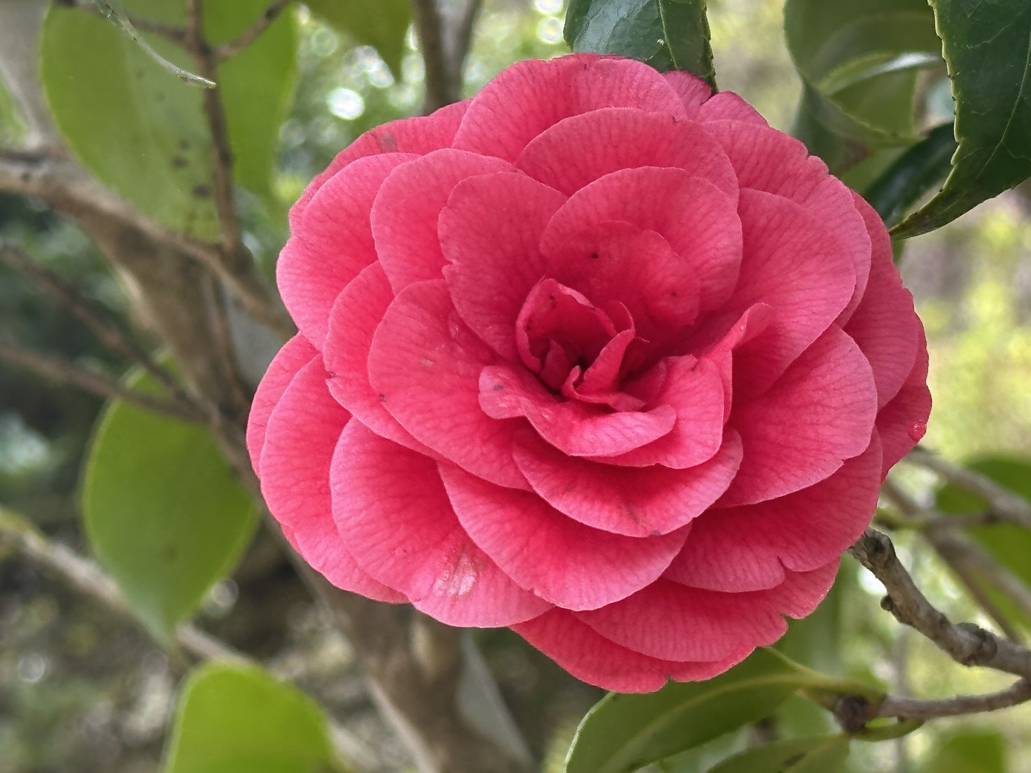 世羅甲山ふれあいの里 葉桜 2026年4月18日撮影