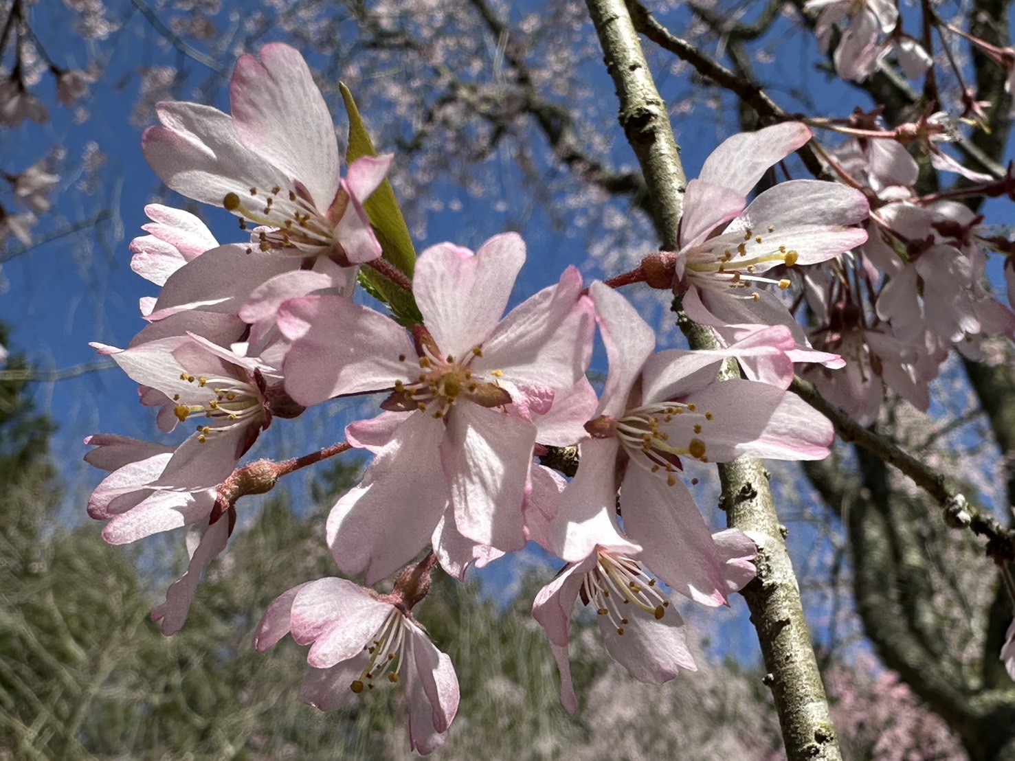 世羅甲山ふれあいの里 しだれ桜 満開 2026年4月11日撮影