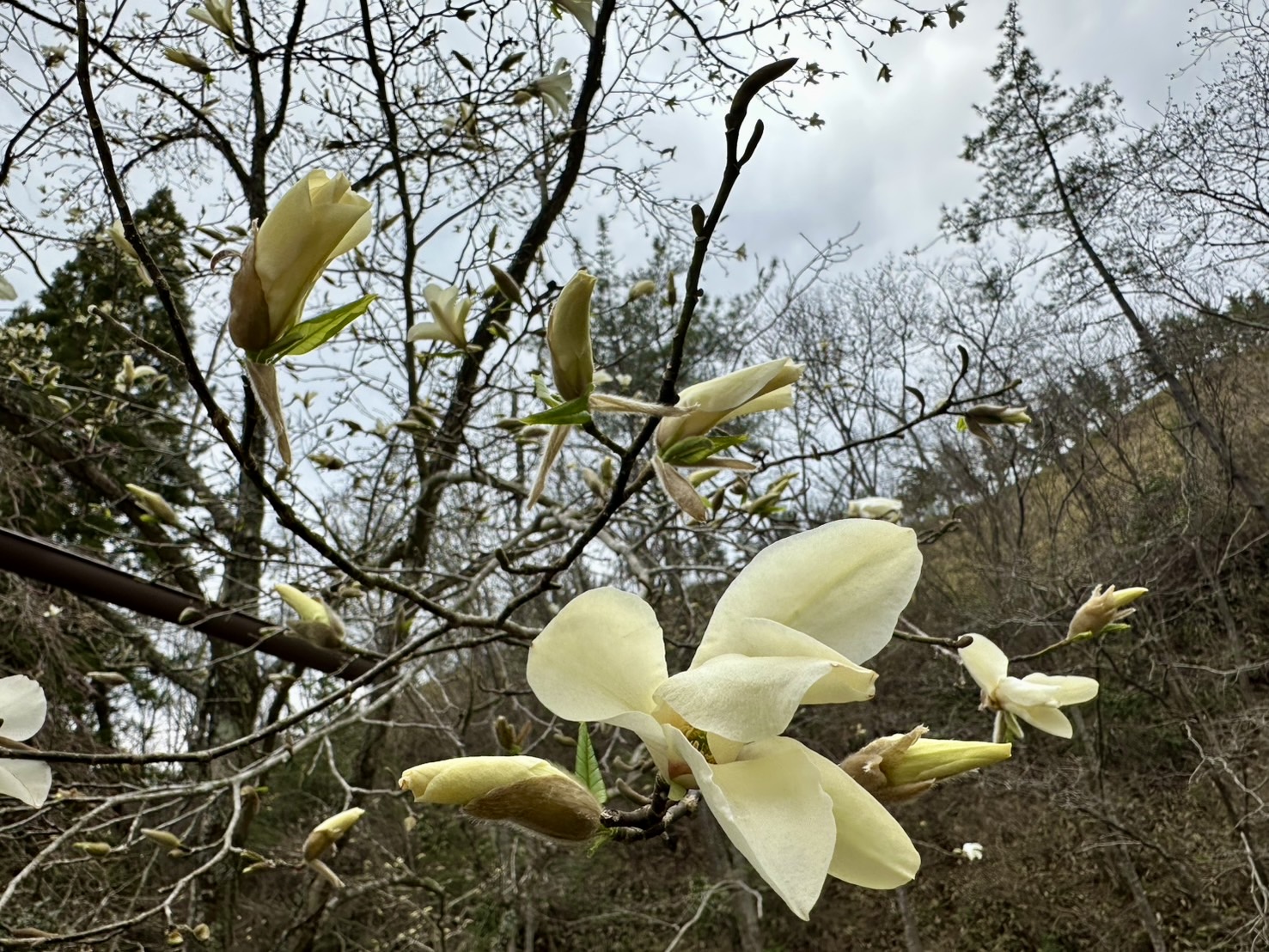 世羅甲山ふれあいの里 桜 3〜5分咲き 2026年4月2日撮影