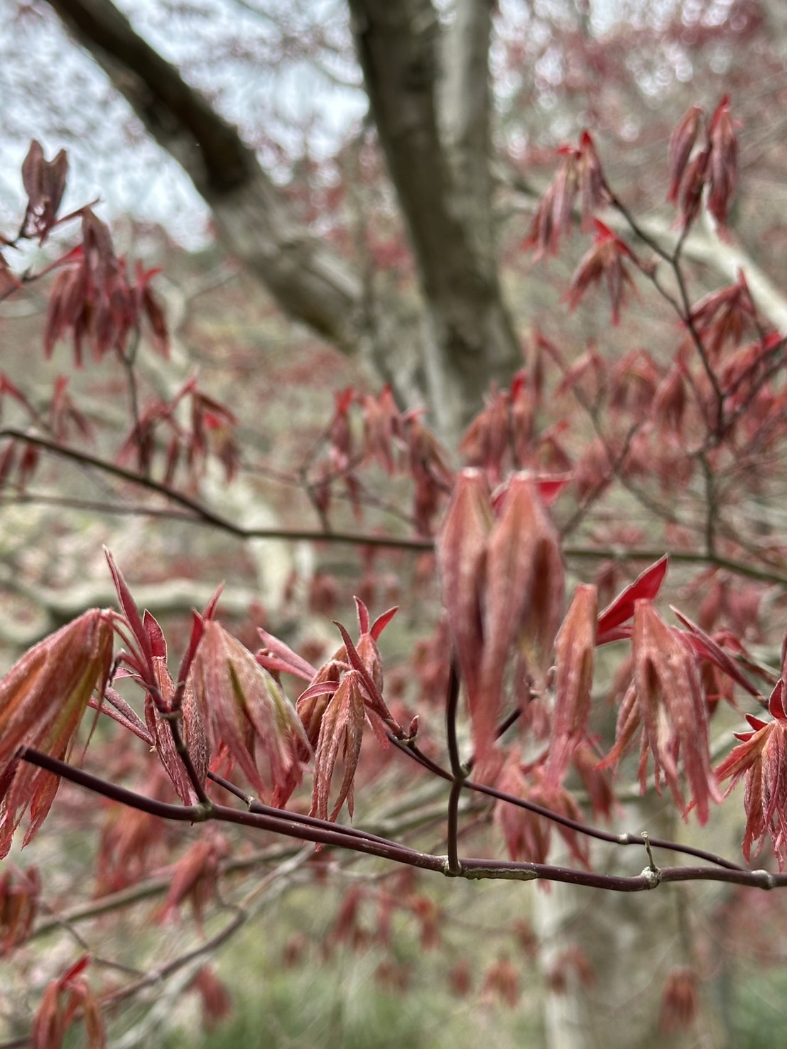 世羅甲山ふれあいの里 葉桜・園内 2026年4月17日撮影