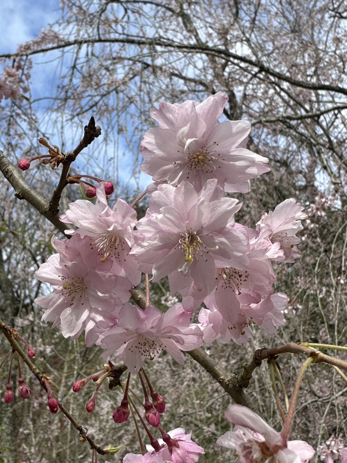世羅甲山ふれあいの里 桜 見頃・満開 2026年4月13日撮影