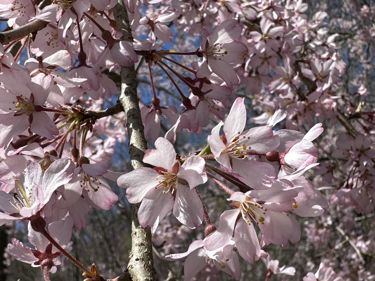 世羅甲山ふれあいの里 桜 見頃・満開 2026年4月15日撮影