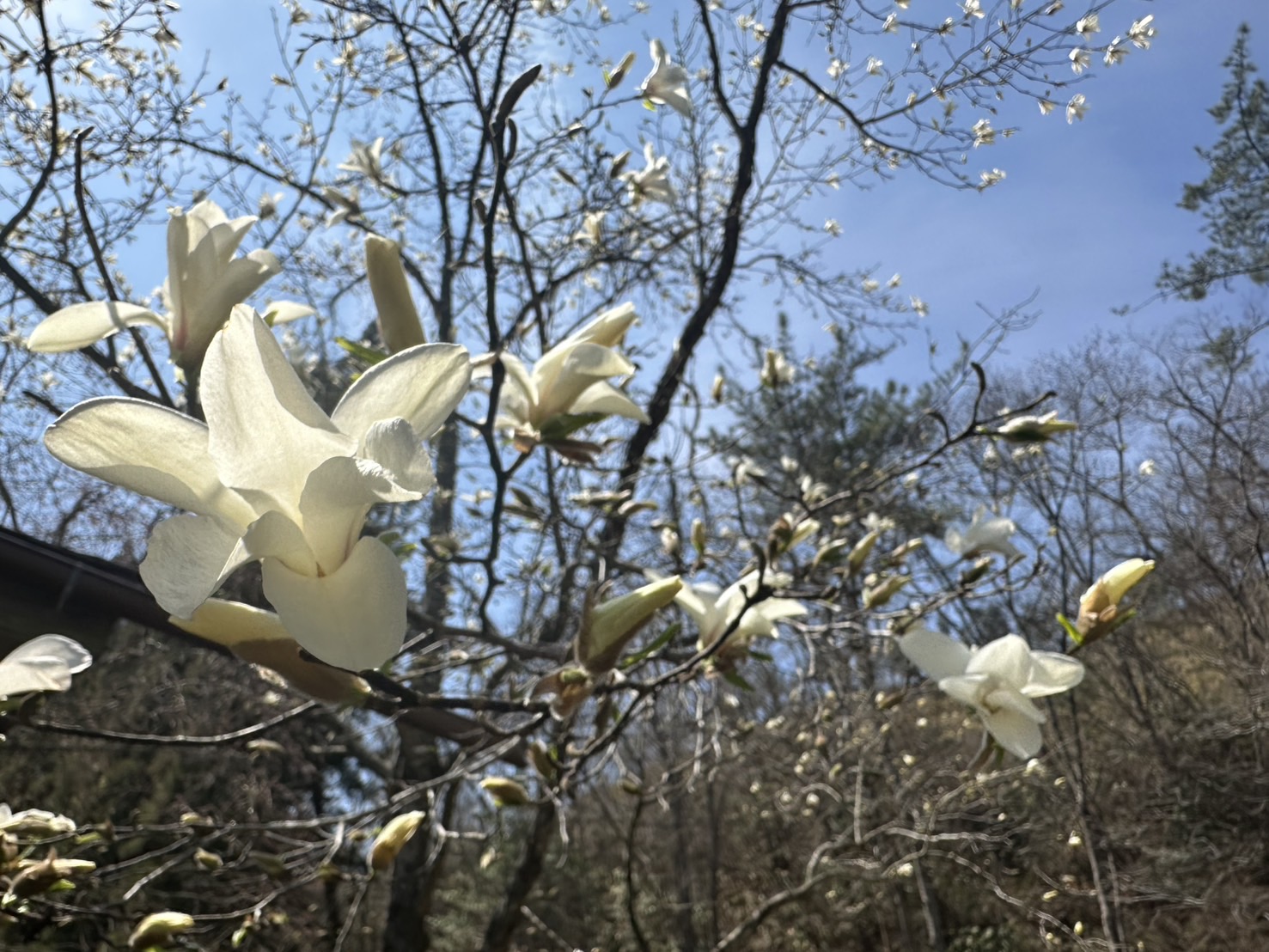 桜リレーで長く楽しめる