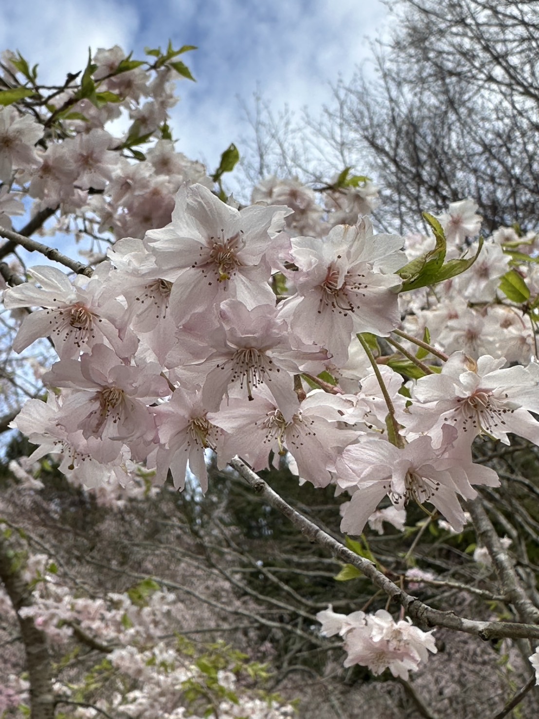 世羅甲山ふれあいの里 桜 見頃・満開 2026年4月13日撮影