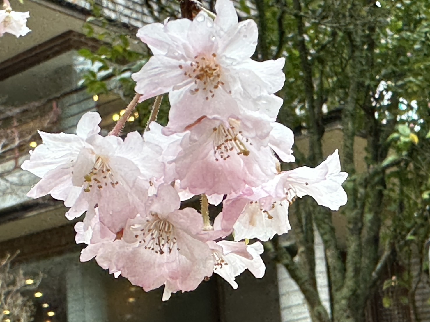 全国屈指のしだれ桜並木